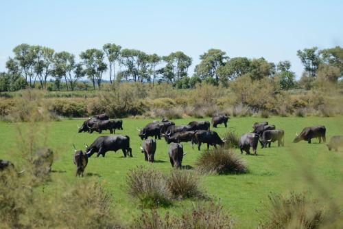 a herd of buffalo grazing in a field of grass at Villa in Comps with private pool and airco in Comps