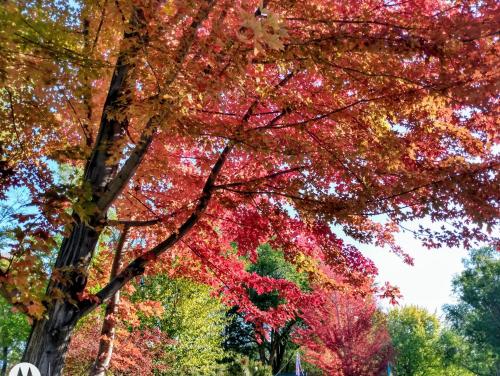 a group of trees with colorful leaves on them at Billingsley Creek in Hagerman