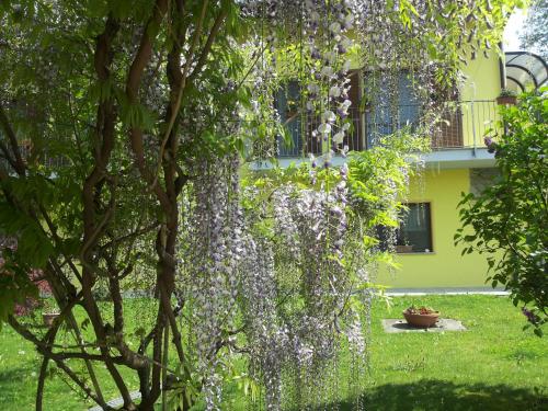 a tree covered in wisteria in front of a building at Agriturismo Tra Serra E Lago in Roppolo
