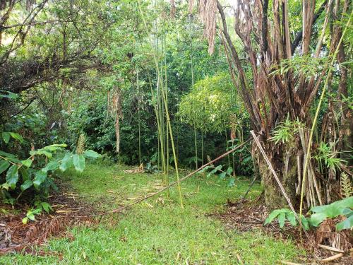 a path in a forest with trees and grass at Volcano Hale in Volcano