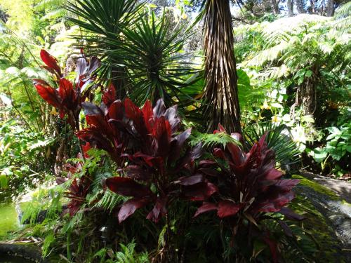 a garden with red flowers and palm trees at Chalet Kilauea in Volcano