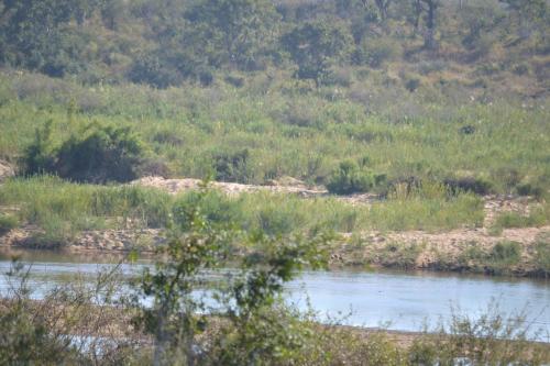 a river in a field with grass and trees at Athule Inn Marloth - Units in Marloth Park