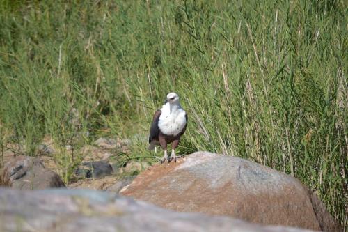 a bird sitting on top of a rock at Athule Inn Marloth - Units in Marloth Park