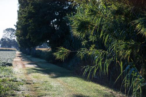 a dirt road with trees on the side of a field at Agriturismo ai Due Leoni in Aquiléia