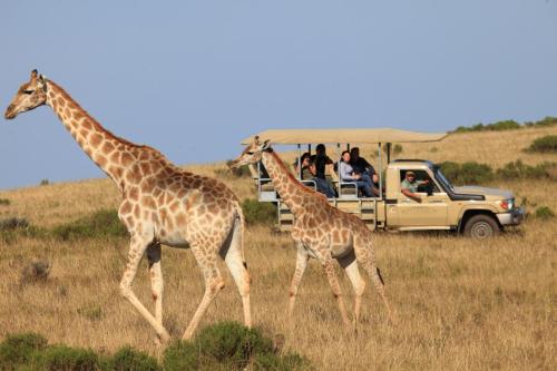 Animales en el lodge o alrededores