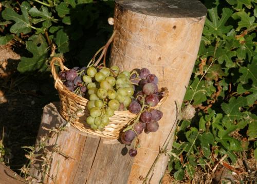 a basket of grapes on a tree stump at Hort de L'Aubert in Cretas
