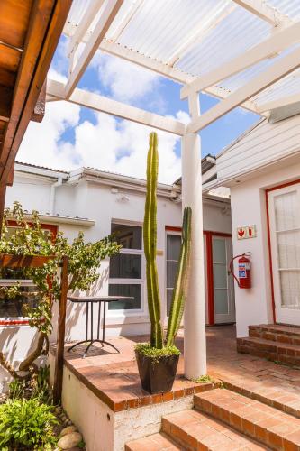 a cactus in a pot on a patio at Villa Viva Cape Town in Cape Town