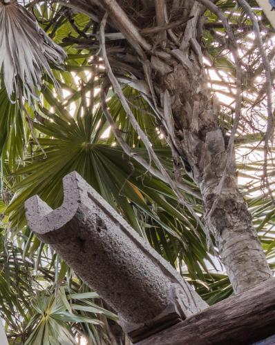 a tree with a concrete object in front of it at Playa Esperanza Tulum in Tulum
