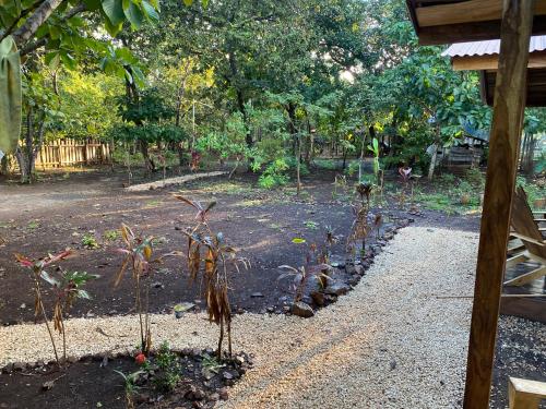 a garden with a bunch of plants in the dirt at Finca Avellanas in Playa Avellana