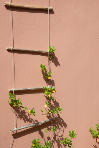 a plant is growing on a shelf attached to a wall at Ecoresort Hotel Zefyros in Ayios Kirikos