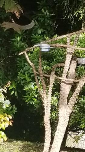 a tree with a bird perched on top of it at Cabana Austríaca no Vale Encantado in Campos do Jordão