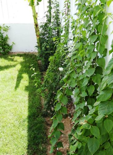 a garden with green plants growing next to a building at The House Of Lights in Luxor