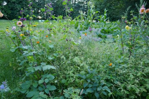 a garden with many different types of flowers at Landhaus Schloss Kölzow in Kölzow