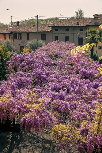 a bunch of purple flowers in front of a building at il Glicine B&B RISTORANTE in Cazzago San Martino