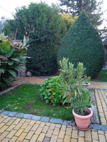 a garden with plants and a large bush at Veranda Vendégház in Verőce