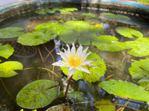 a white and yellow water lily in a pond at Pakmeng Resort in Pak Meng