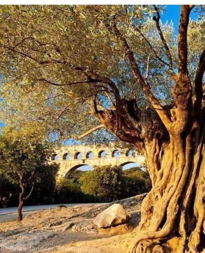a tree with a bridge in the background at SUITE spa accès autonome in Beaucaire
