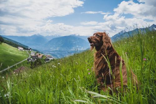 a dog sitting in the grass on a hill at Ferienwohnungen Wiesbauer in Schenna