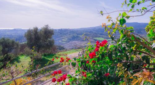 Gallery image of Forestata Village in Lixouri