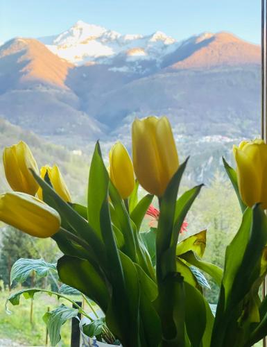a plant with yellow flowers in front of a window at Casa Brencio in Masera