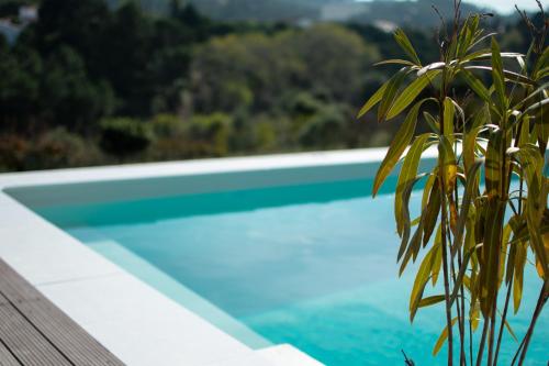 een blauw zwembad met een plant op de voorgrond bij Casa-Simplicity 