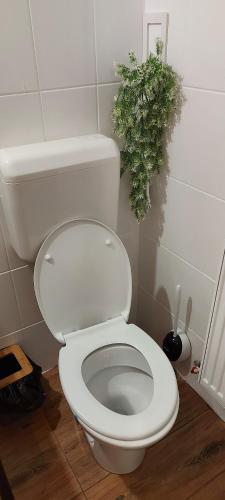 a white toilet in a bathroom with a plant at Garden in Satu Mare