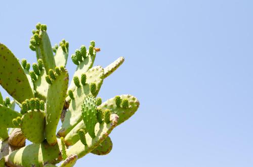 a close up of a cactus against a blue sky at Desert Dew Guest House in Hutchinson
