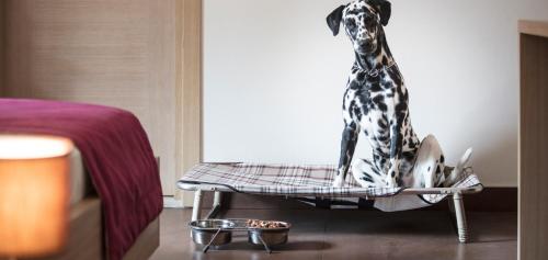 a dog sitting on a chair in a bedroom at Hotel Enzo Moro in Sùtrio