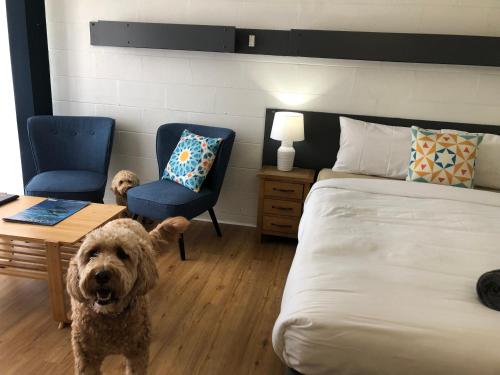 a dog standing in a bedroom with a bed and two chairs at South Seas Motel in Merimbula