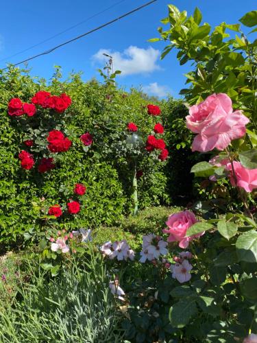 フォルメッロにあるBed and Breakfast Nonna Loretaの庭の花束