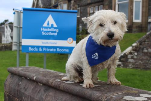 
a white dog wearing a blue bow tie at Oban Youth Hostel in Oban
