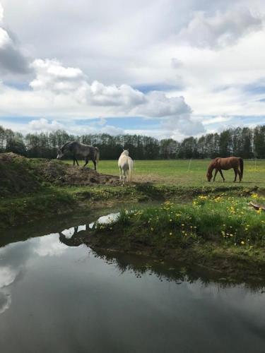 three horses grazing in a field next to a body of water at Karupsvägen 47-23, Blentarp in Blentarp