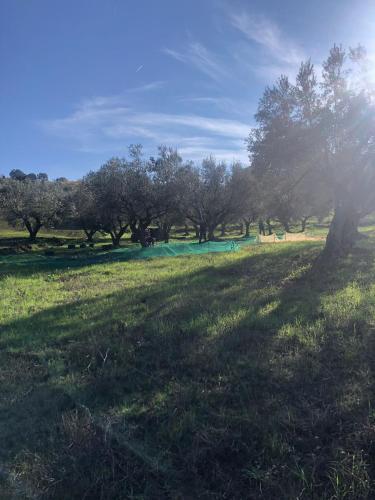 a grassy field with trees in the background at B&B La Casa di Giuliana in Cermignano