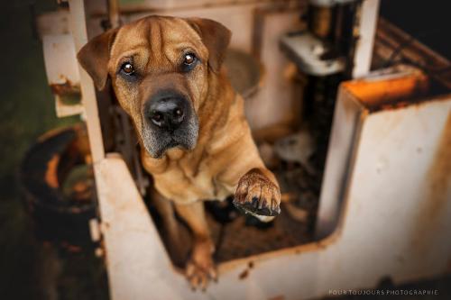 a brown dog is looking through a mirror at Berghotel Steiger - Erzgebirge in Schneeberg