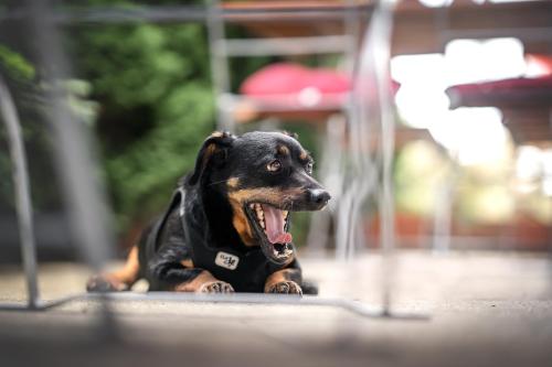 a dog laying on the floor with its mouth open at Berghotel Steiger - Erzgebirge in Schneeberg