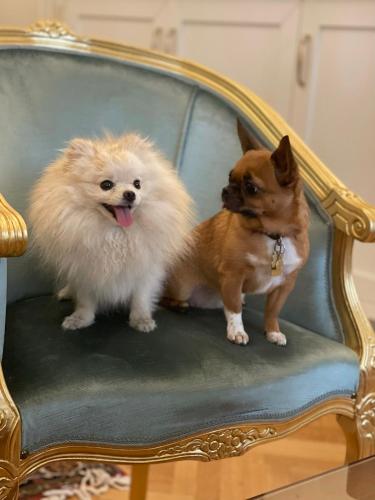 two dogs sitting on top of a chair at Palazzo Monga Boutique Guesthouse in Verona