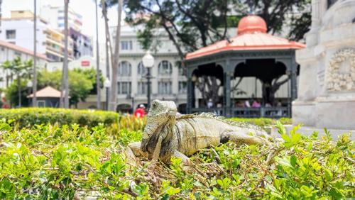 Galería fotográfica de cerrada de nuevo en Guayaquil