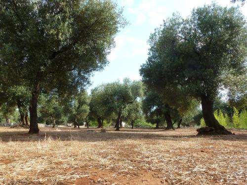 a group of trees in a field with hay at Tenuta Serre in Salve
