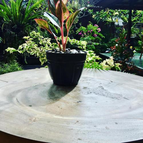 a plant in a black pot sitting on a table at Wina Ubud B&B in Ubud