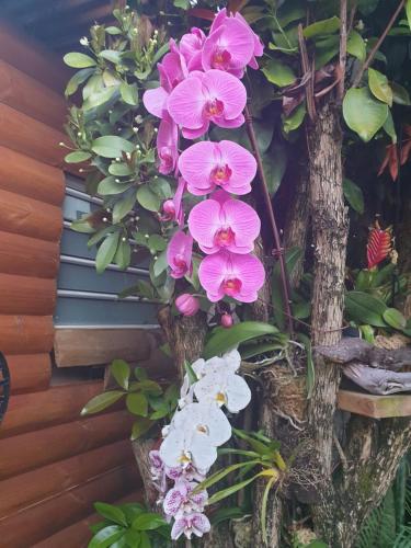 a bunch of pink and white flowers on a tree at Couleurs des îles in Le Tampon