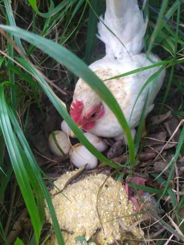 a chicken is laying eggs in the grass at Agrifazenda in Cogoleto
