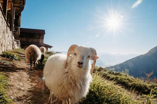 a group of sheep standing on top of a hill at Apartment Judith - Gallhof in Vollan
