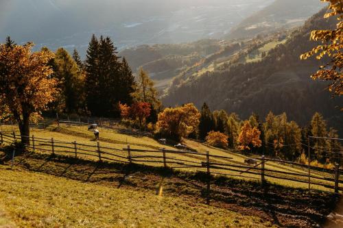 a field with a fence on a hill with trees at Apartment Judith - Gallhof in Vollan