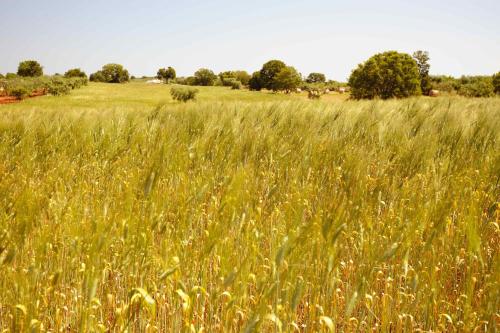 a field of tall grass with trees in the background at Agriturismo Arco di Sole in Alberobello