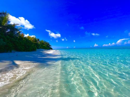 a beach with clear water and palm trees at Manta Stay Thoddoo, Maldives in Thoddoo