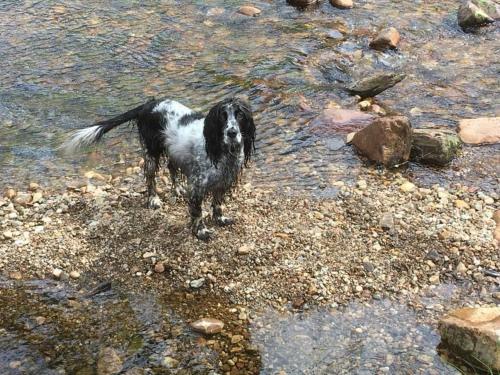 a black and white dog standing in the water at Firthview House in Kirn