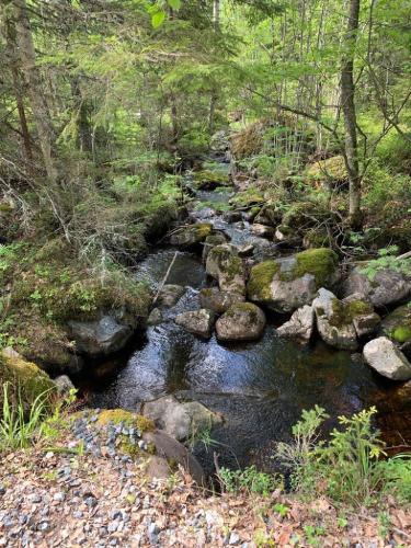a stream of water with rocks in a forest at Lakeview Houses Sweden in Falun