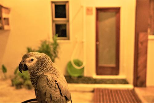 a bird sitting on a table in front of a house at Nala Island Village in Maafushi