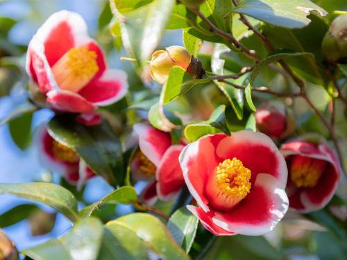 a group of red and white flowers on a tree at ゲストハウス五島時光 in Goto