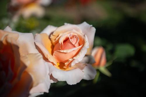 a close up of a pink rose at Avoca House - Gorgeous Federation Home in Mudgee